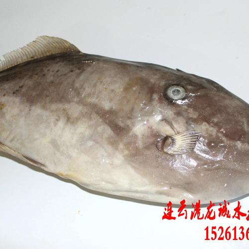 连云港海鲜特产 马面鱼 扒皮鱼 皮匠鱼 面包鱼 冷冻水产品批发图片